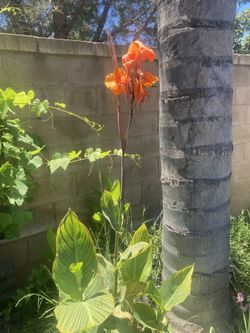 Orange Cana Lily