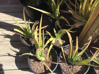 Aloe Vera Plants