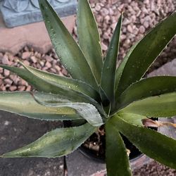 Live Blue Agave Plant In 2.5 Quart Black Plastic Growing Pot