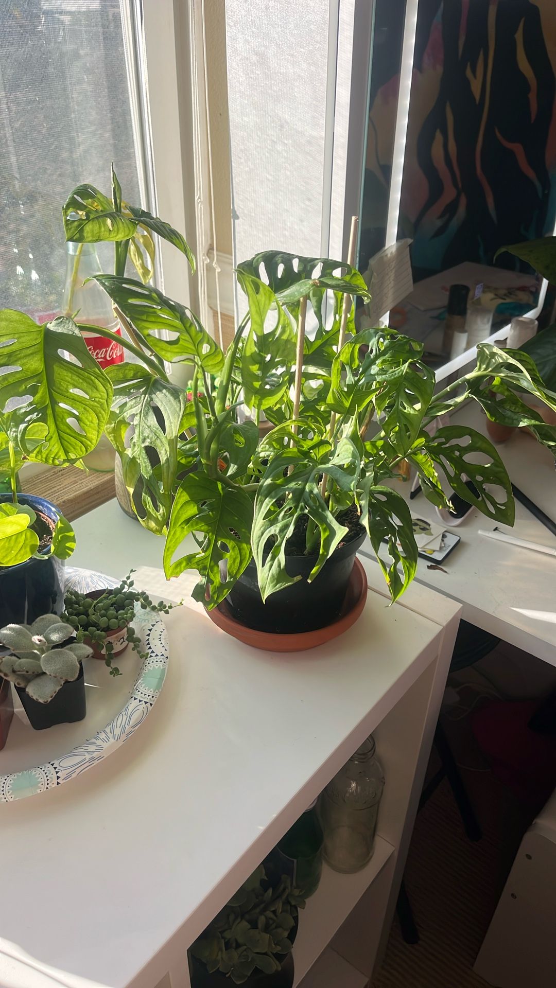 swiss cheese monstera plant 