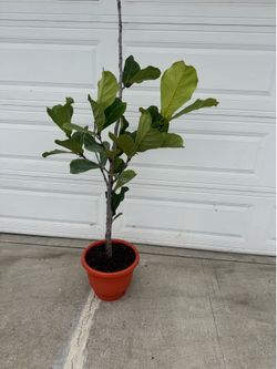 Mature fiddle leaf