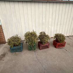 Giant succulent Elephant Food “jade” plant in decorative planter pots $30 each