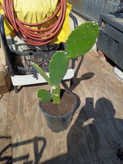Planta de nopales