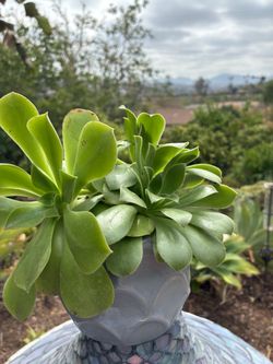 Live Aeonium Succulent Plant