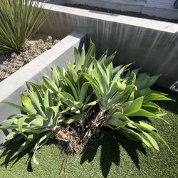 Foxtail Agave Plant
