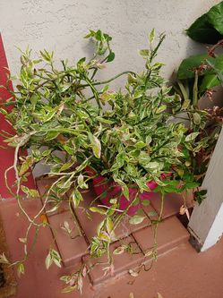 Ladder plant