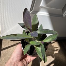 Tradescantia Purple Heart