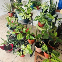 Plants For Sale 10 Each 