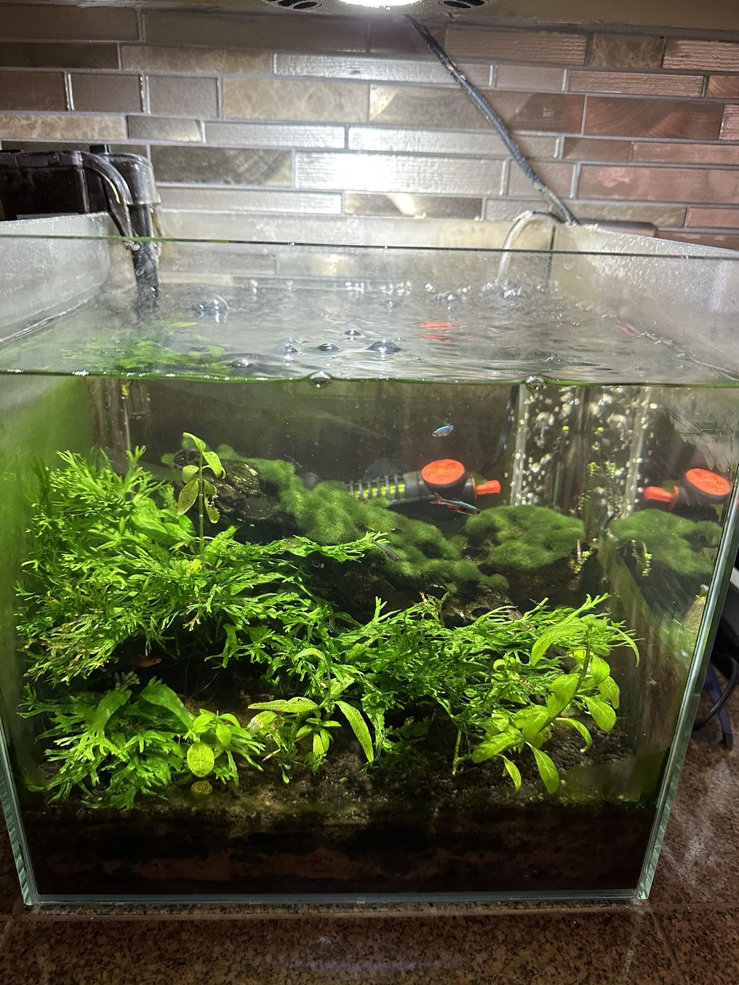10 Gallon Rimless Freshwater Aquarium