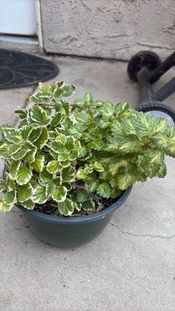 Swedish ivy