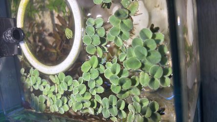 Salvinia - Floater Floating Aquarium Pond Plant