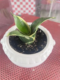  Dwarf Snake Plant In White Ceramic Pot