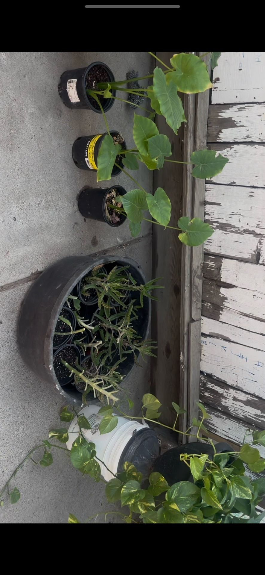 Plant For Sale $7-$40