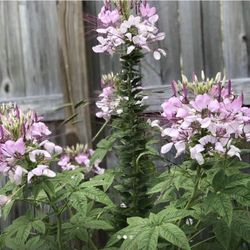 Asian Spider Flower Bee Plant Cleome 