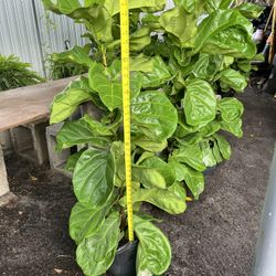 Fiddle Leaf Fig In 3 gls Pot. SPECIAL PRICE 🤩