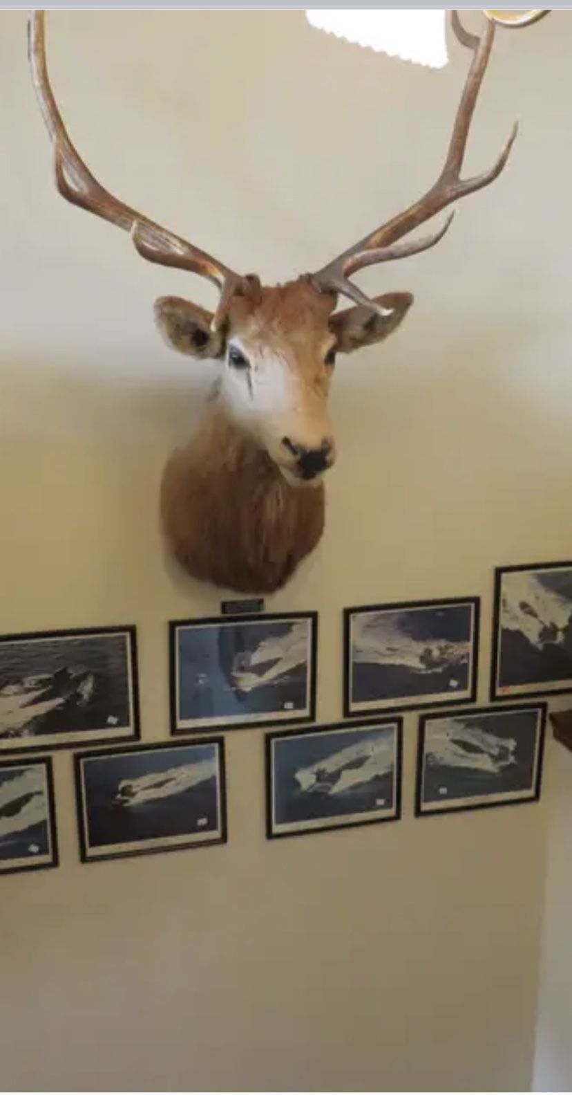 Elk Head Giant