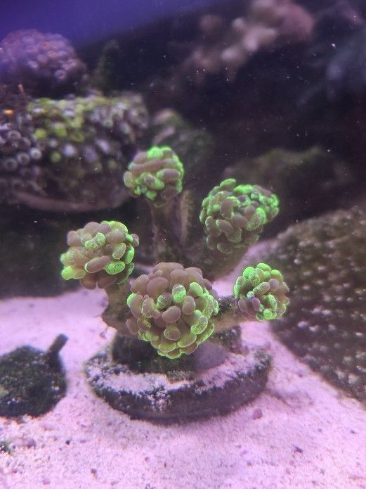 Indo-Bi-Color Hammer