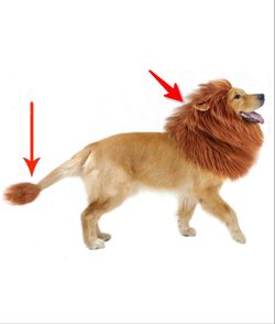 Lion Mane Dog Halloween Costume for Dog, Dog Lion Wig for Dog Large Pet Festival Party Fancy Hair Dog Clothes