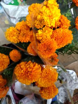 Cempasúchil Marigold Simpasuchil