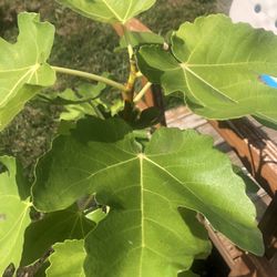 Locally Sourced Brown Figs Tree 2-3 Feet Sale Give Me Your offer.
