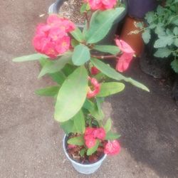 Corona De Cristo Big Flower