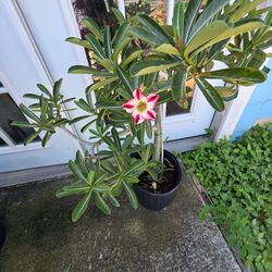 Desert Roses 3gallon 