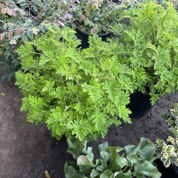 Citronella 5gal