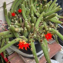 Cactus Color Anaranjado