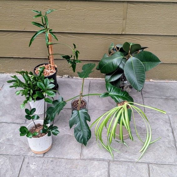 Bundle & Save! Unique Beginner Friendly Plants