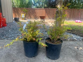 Evergreen Huckleberry (Vaccinium ovatum) – Native WA Edible Shrub
