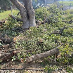 Free tree wood For fire On 99&olive