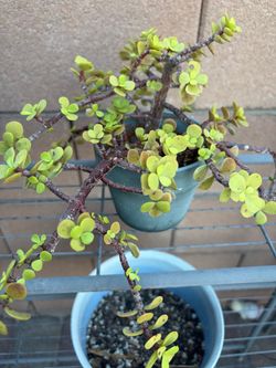 Portulacaria Afra Succulent in Teal Pot