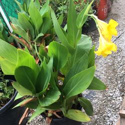 Beautiful Yellow Flowers Great For Landscaping