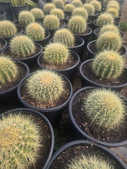 Golden Barrel Cactus