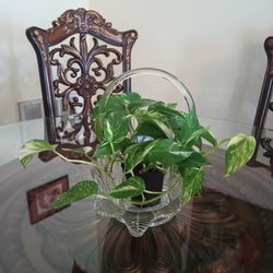 Plant In Cristal Basket 