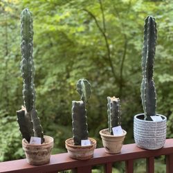 Rare Cacti For Sale—almost gone!