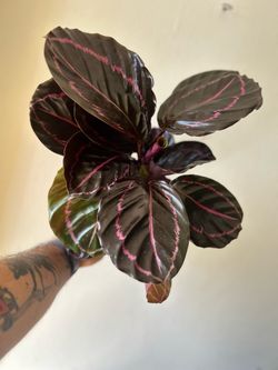 Calathea Roseopicta Live Houseplant