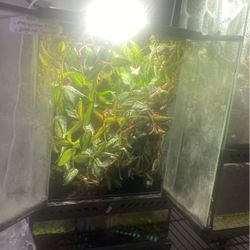 Bioactive Reptile Set Ups