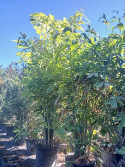 Fishtail Palm Trees 25gl $120🌴