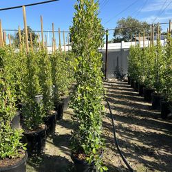 Ficus Nitida Privacy Hedge