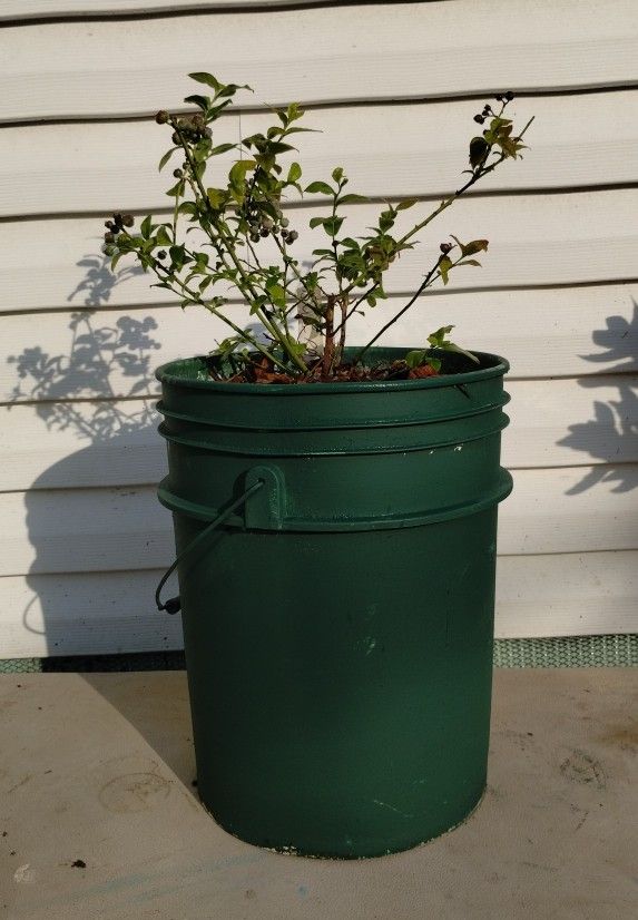 Blueray Blueberry Plant