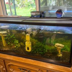 55 Gallon Aquarium