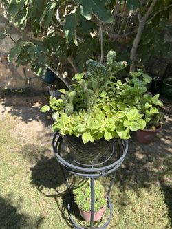 Cactus With Succulent Plants