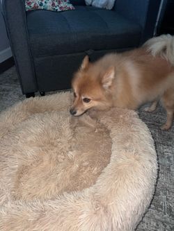 Medium (23x23) dog bed