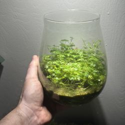 Planted Terrarium
