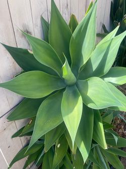 Beautiful Agaves over 36inches