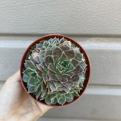 4” Succulent