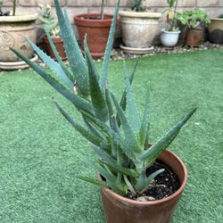 Tall Aloe 