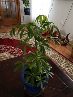 Hawaiian Schefflera Plant - Great Indoors