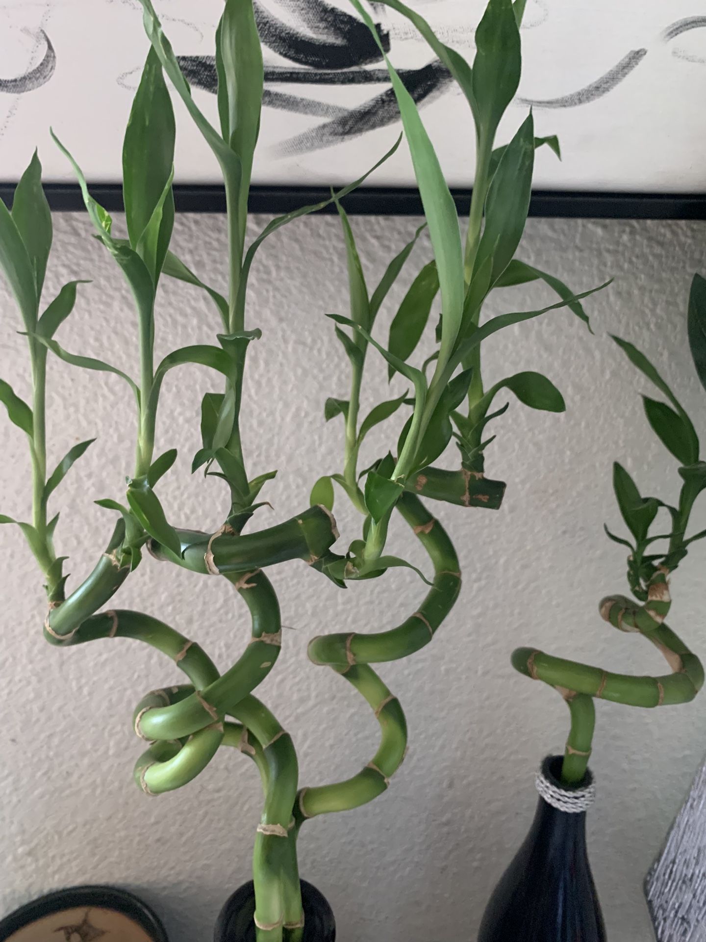 Lucky Bamboo 